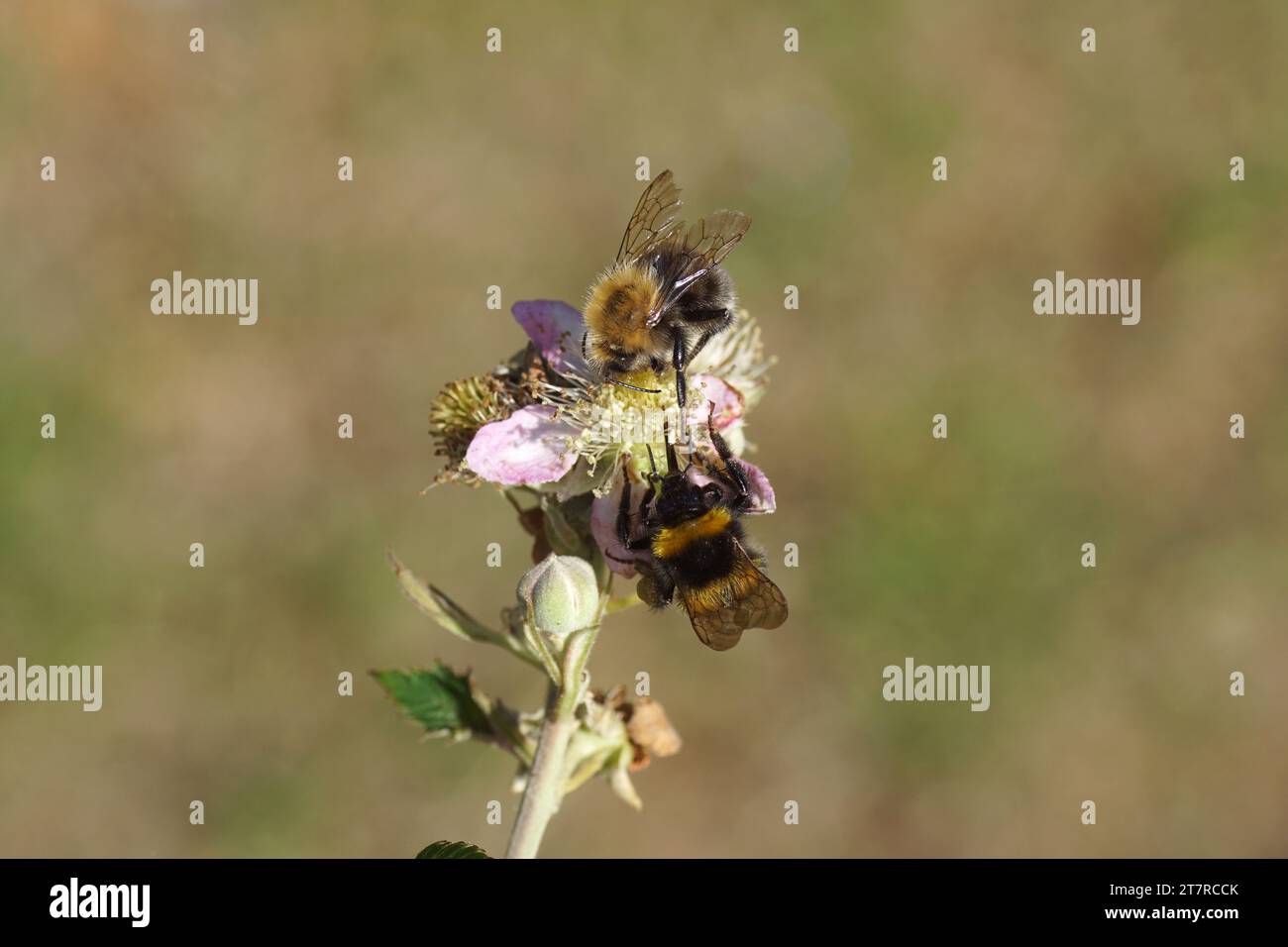 Refermez le bourdon de jardin (Bombus hortorum) et le bourdon d'arbre (Bombus hypnorum) ensemble sur la mûre sans corne en fleurs (Rubus Hybrid). Banque D'Images