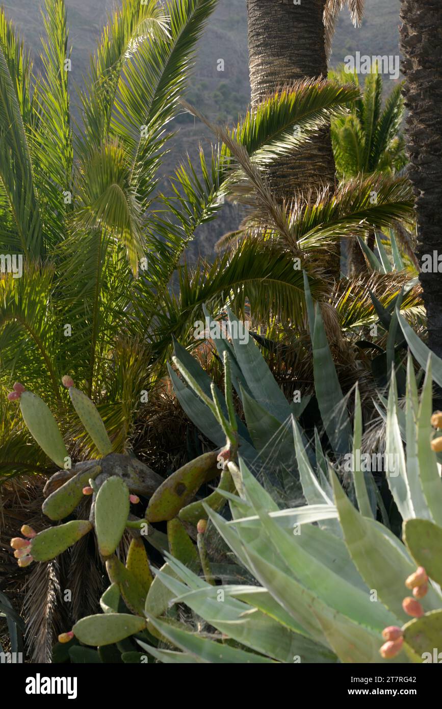 Plantes - la Gomera Îles Canaries espagnoles, dans l'océan Atlantique Banque D'Images