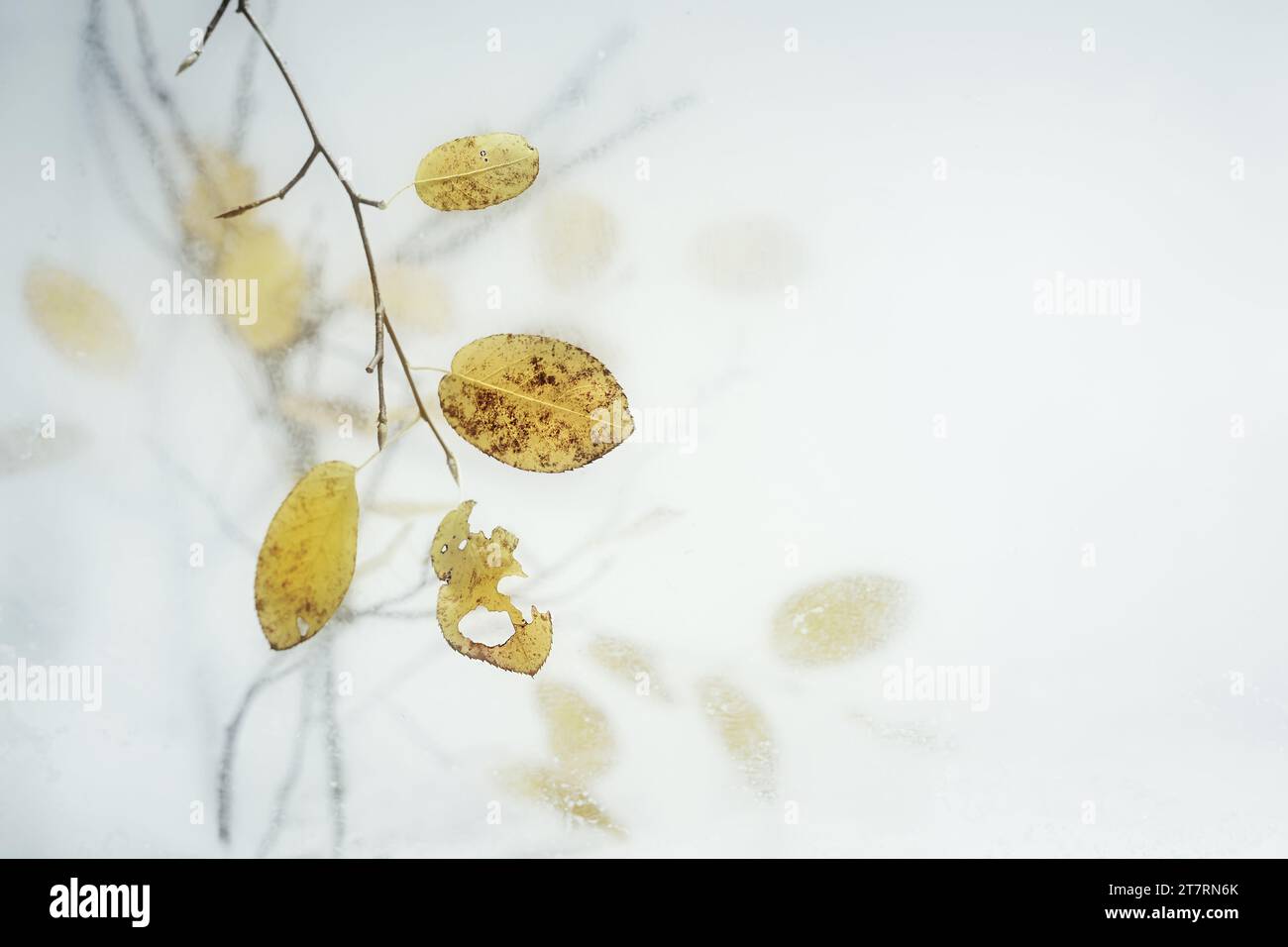 Feuilles d'automne jaune pâle sur de fines brindilles suspendues derrière un panneau de verre gelé sur un fond gris clair, carte de voeux automne et hiver, cop Banque D'Images