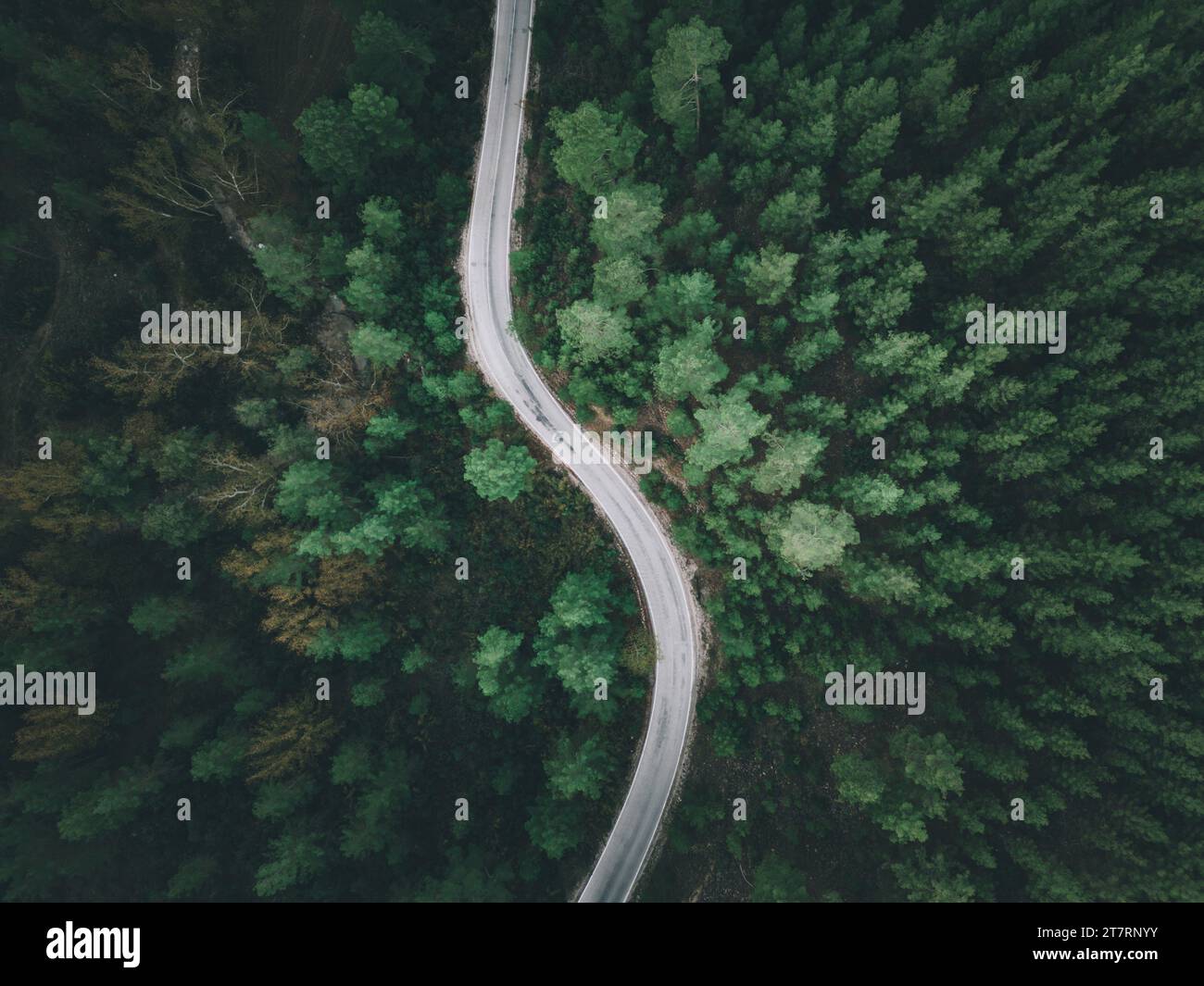 Vue aérienne de la route forestière avec des pins des deux côtés en automne Banque D'Images