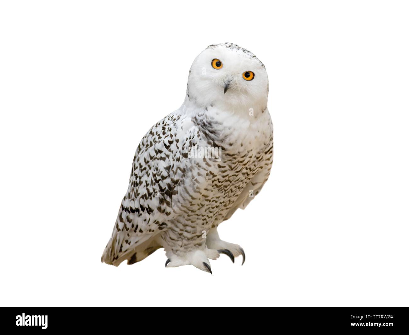 Hibou des neiges (Nyctea scandiaca) isolé sur fond blanc Banque D'Images