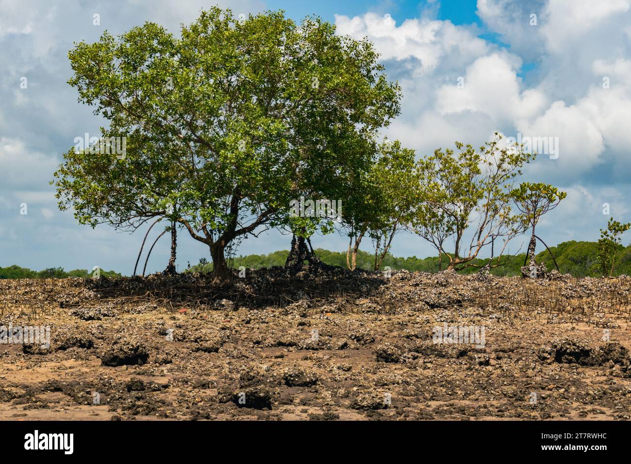 Forêt de mangroves sur les rives de l'océan Indien à Shela Beach à Lamu Isalnd, Kenya Banque D'Images