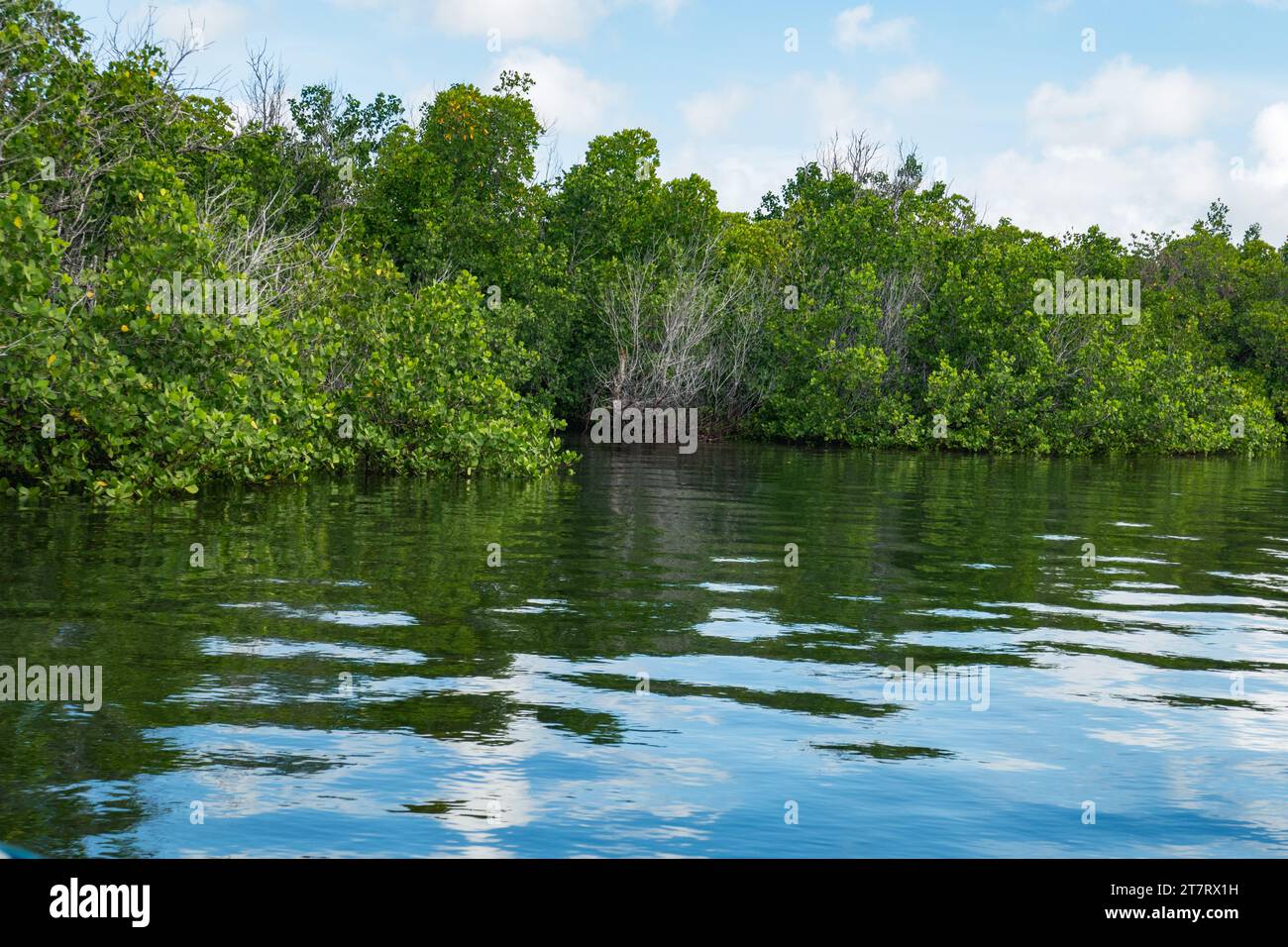 Forêt de mangroves sur les rives de l'océan Indien à Shela Beach à Lamu Isalnd, Kenya Banque D'Images