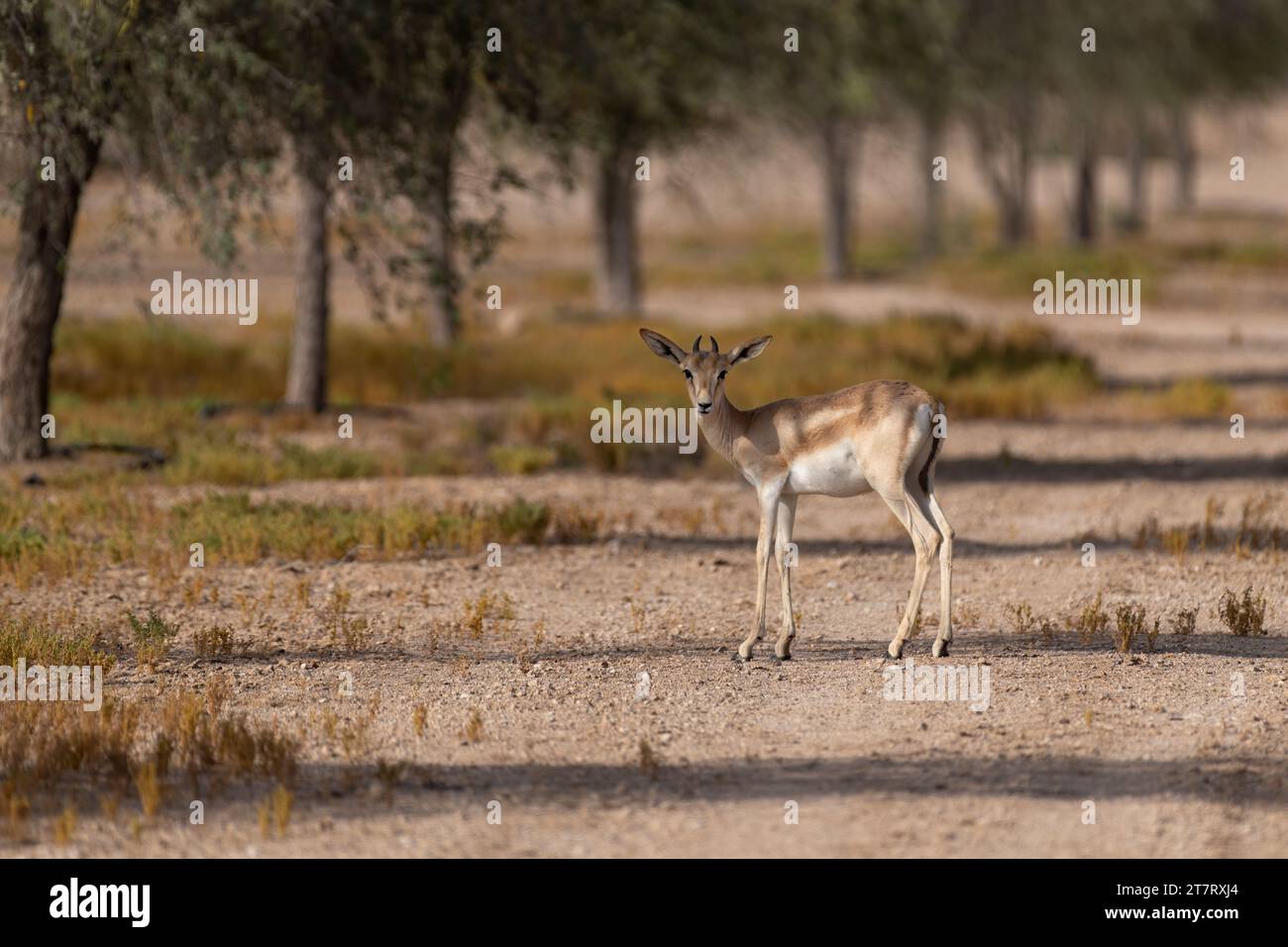 Une belle gazelle de sable arabe femelle (Gazella marica) dans son habitat naturel au Al Marmoom DCR à Dubaï, Émirats arabes Unis. Banque D'Images