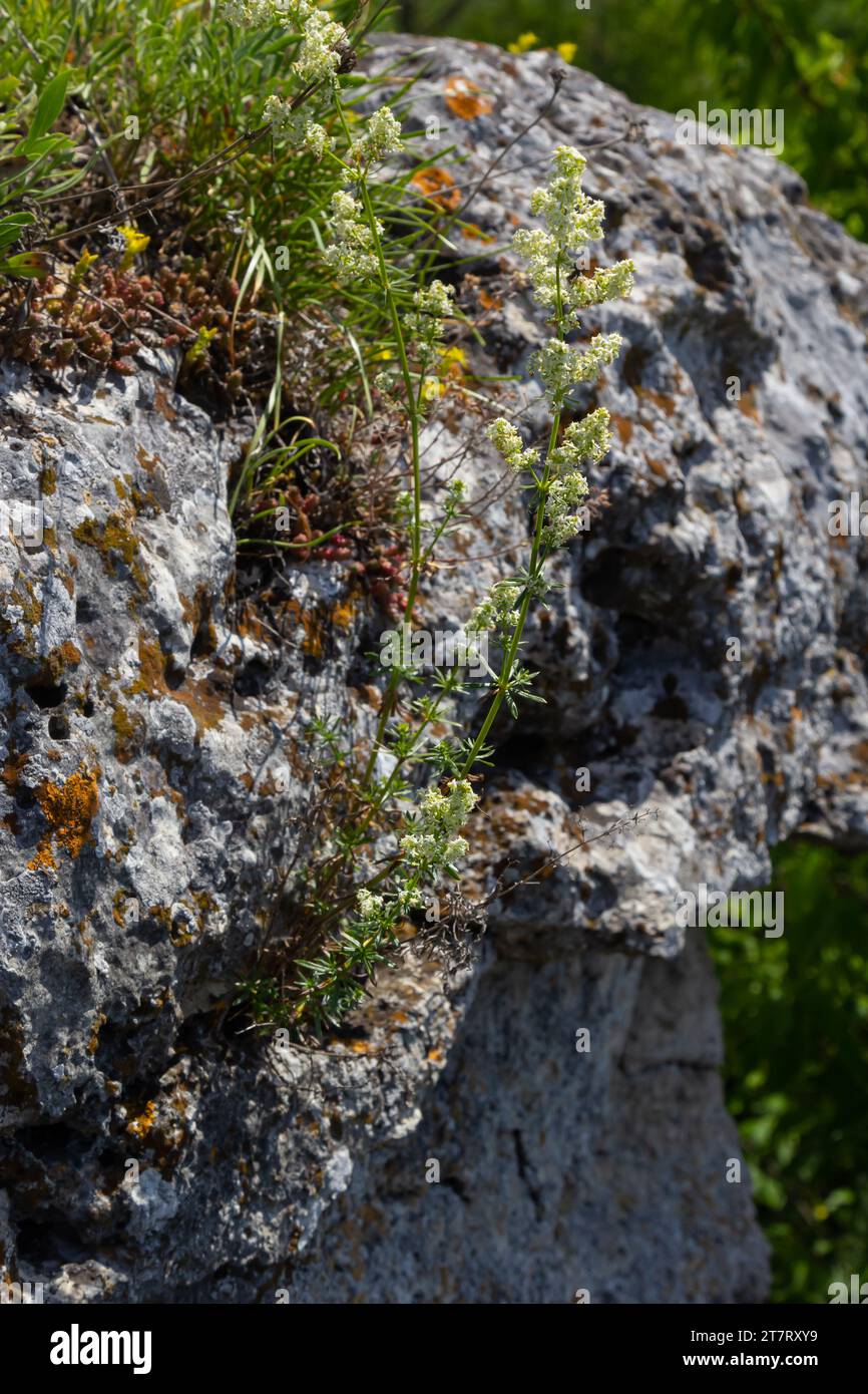 Galium mollugo est une plante annuelle herbacée de la famille des Rubiaceae. Il partage le nom de paille de lit de haie avec l'espèce européenne apparentée, Galium. Banque D'Images