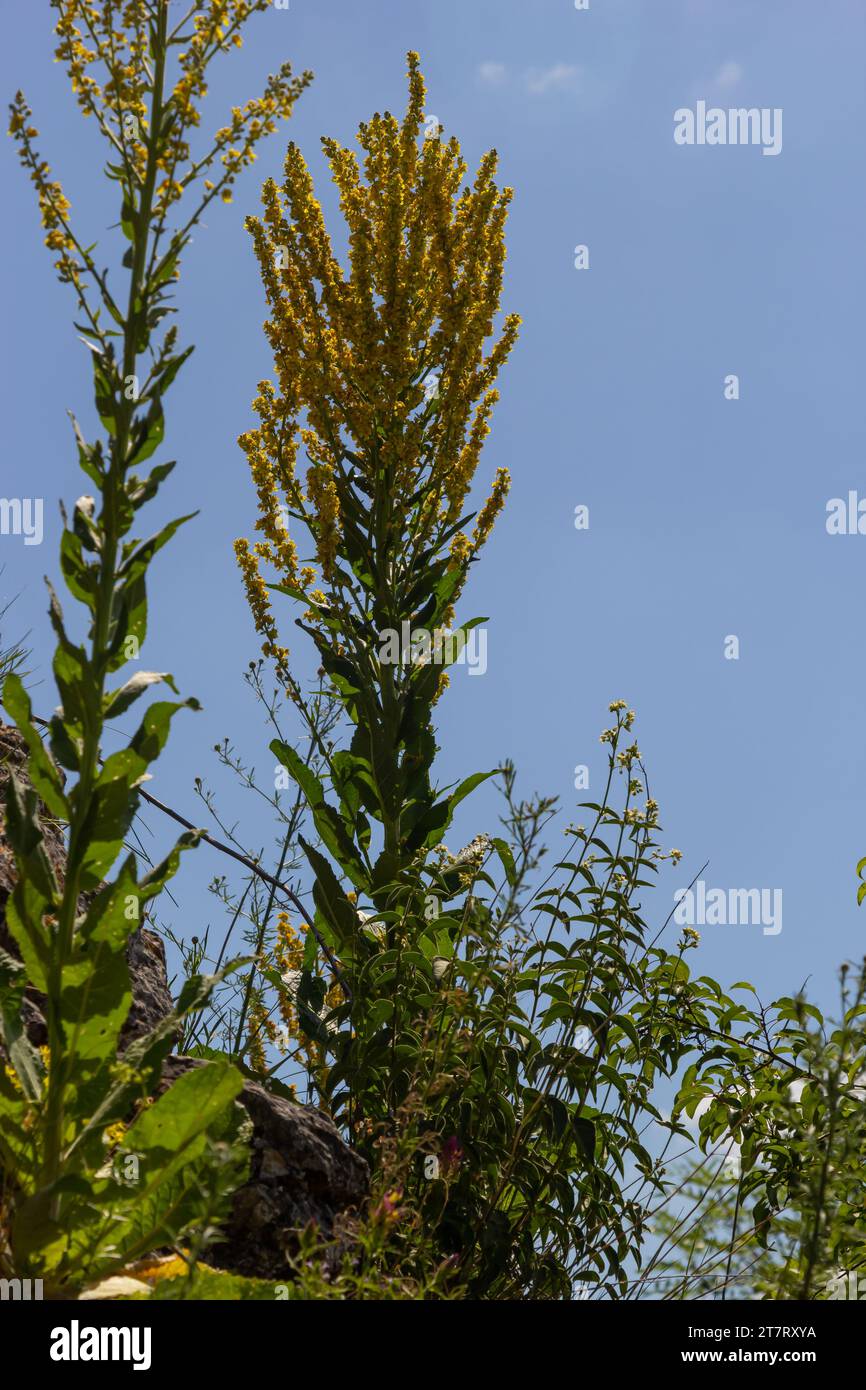 Mullein Verbascum dans un environnement naturel de croissance. La plante est très appréciée en médecine de fines herbes, elle est utilisée sous forme d'infusions, de décoctions, d'oint Banque D'Images