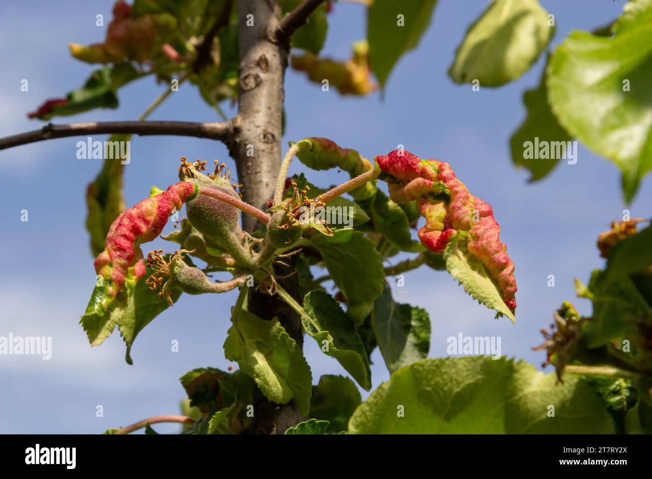 Pucerons feuillage gondolé, gros plan feuille courbée sur le cerisier, Prunus sp, causée par le puceron noir, puceron noir sous les feuilles. Banque D'Images