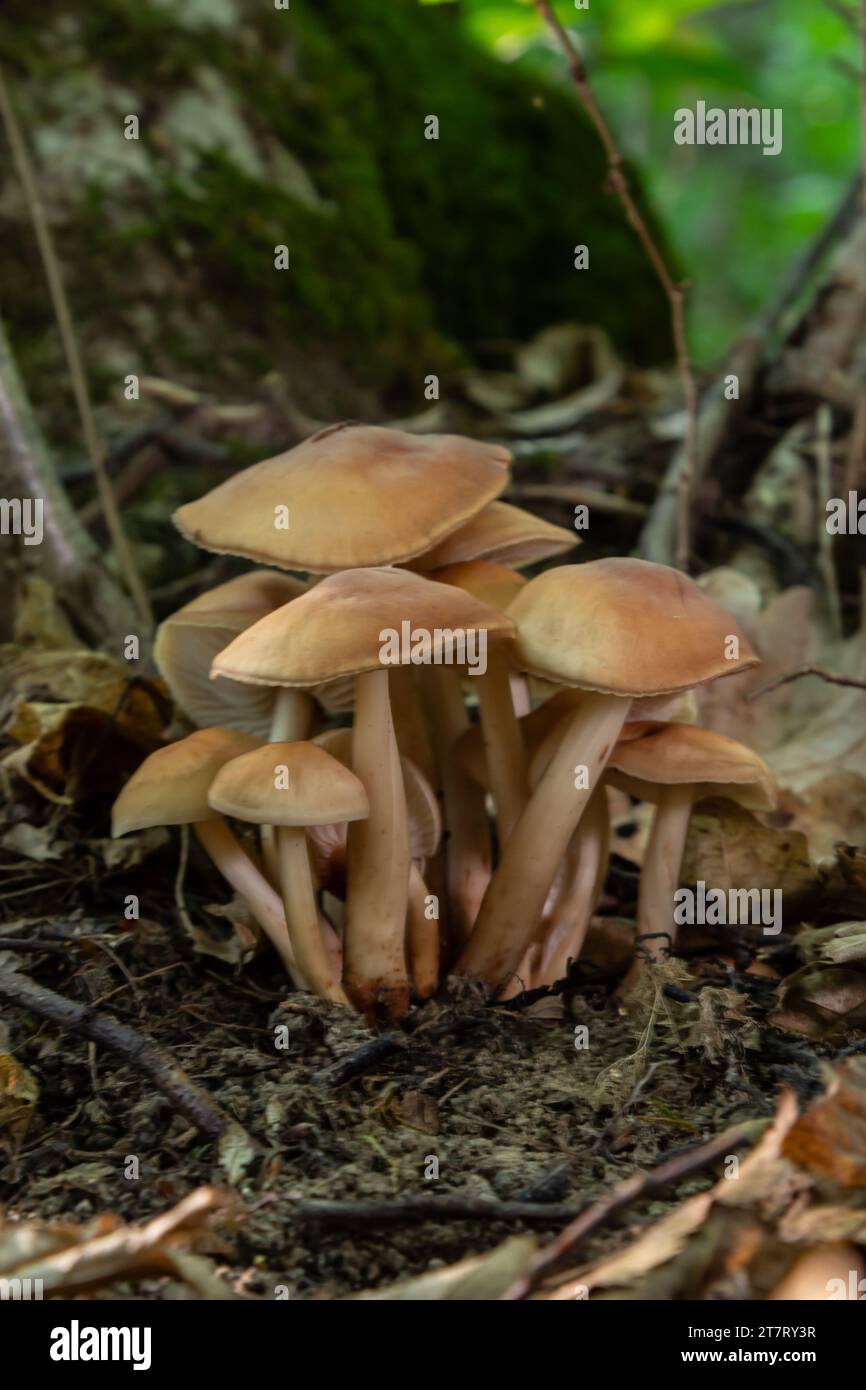 Petit champignon Psathyrella spadiceogrisea dans la forêt sèche d'automne. Banque D'Images