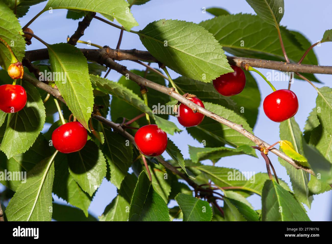 Baies de cerise mûres rouges Prunus subg. Cerasus sur l'arbre dans le jardin de légumes d'été. Banque D'Images