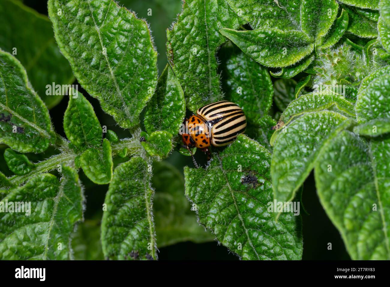 Colorado Potato Beetle rayée - Leptinotarsa decemlineata est un important ravageur des pommes de plantes. Banque D'Images