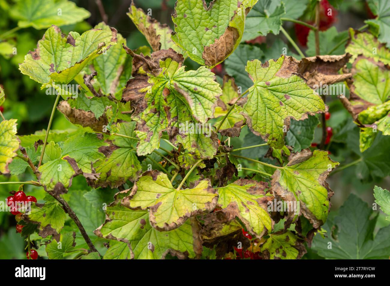 Puceron gaulois sur les feuilles de cassis. Le ravageur endommage les feuilles de cassis, les bosses rouges sur les feuilles de la buisson de la maladie de parasite. Banque D'Images