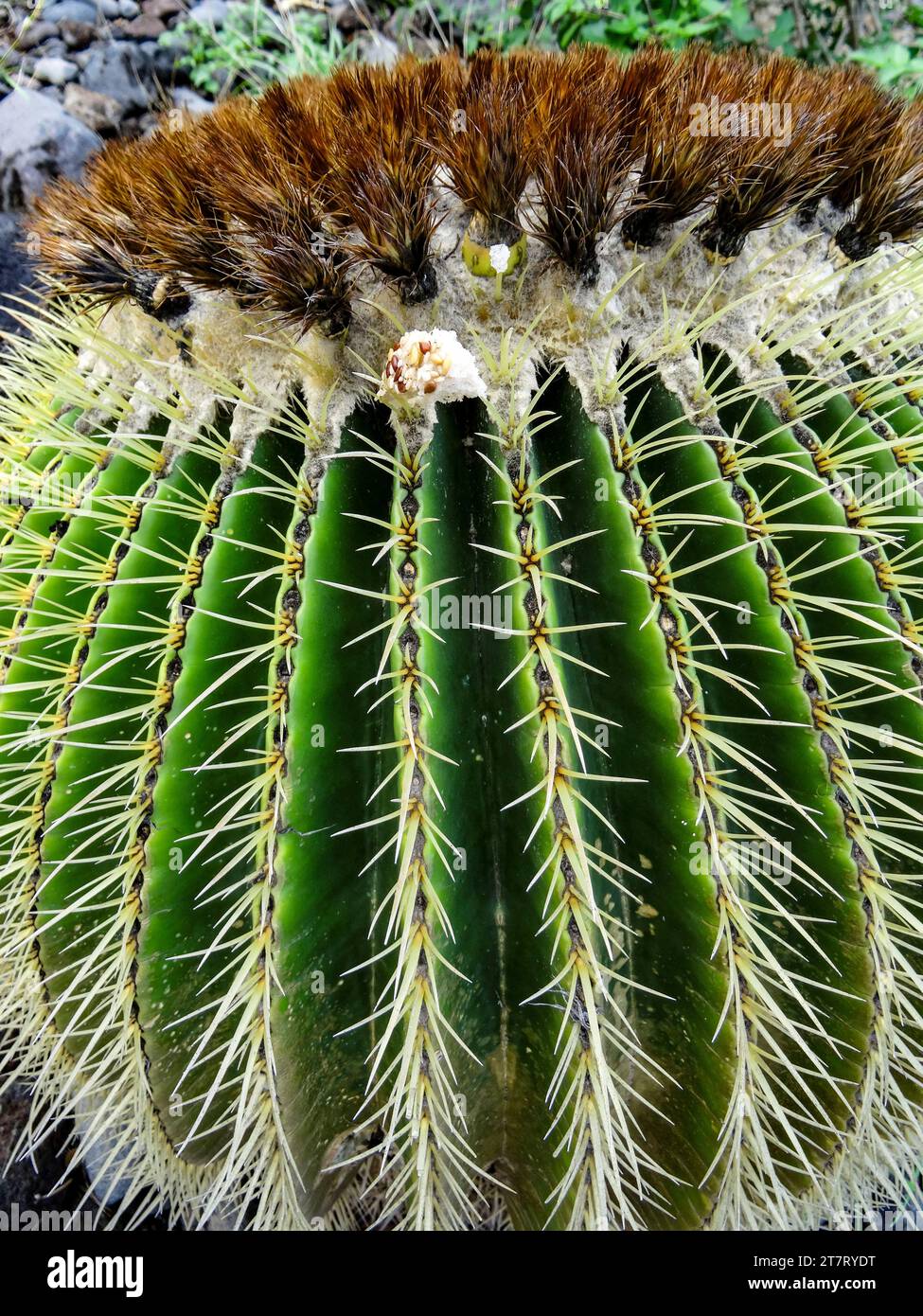 Naturel très gros plan portrait de plante florale du cactus de baril doré toujours populaire, boule d'or, coussin de belle-mère, montrant le motif naturel Banque D'Images
