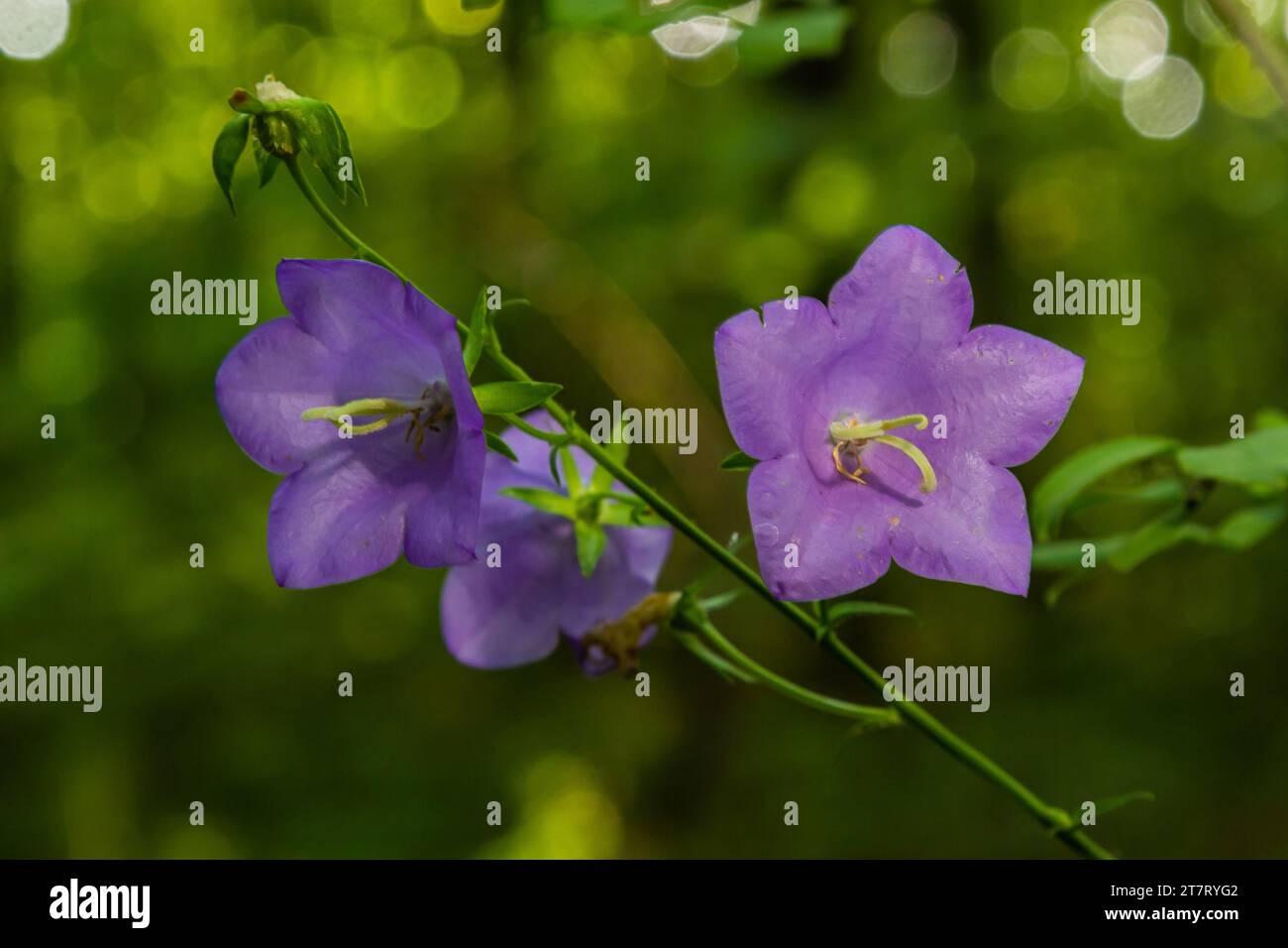 Fleurs de ballons, fleurs de Bellflower de Tussock, Campanula persicifolia ou Campanula carpatica fleurs de cloches pourpres dans le jardin d'automne. Banque D'Images