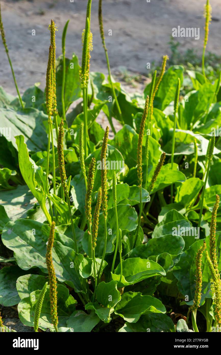 Plante plantain à fleurs avec feuille verte. Plantago principales feuilles et fleurs, plantain à feuilles larges, pied d'homme blanc ou plantain plus grand. Banque D'Images