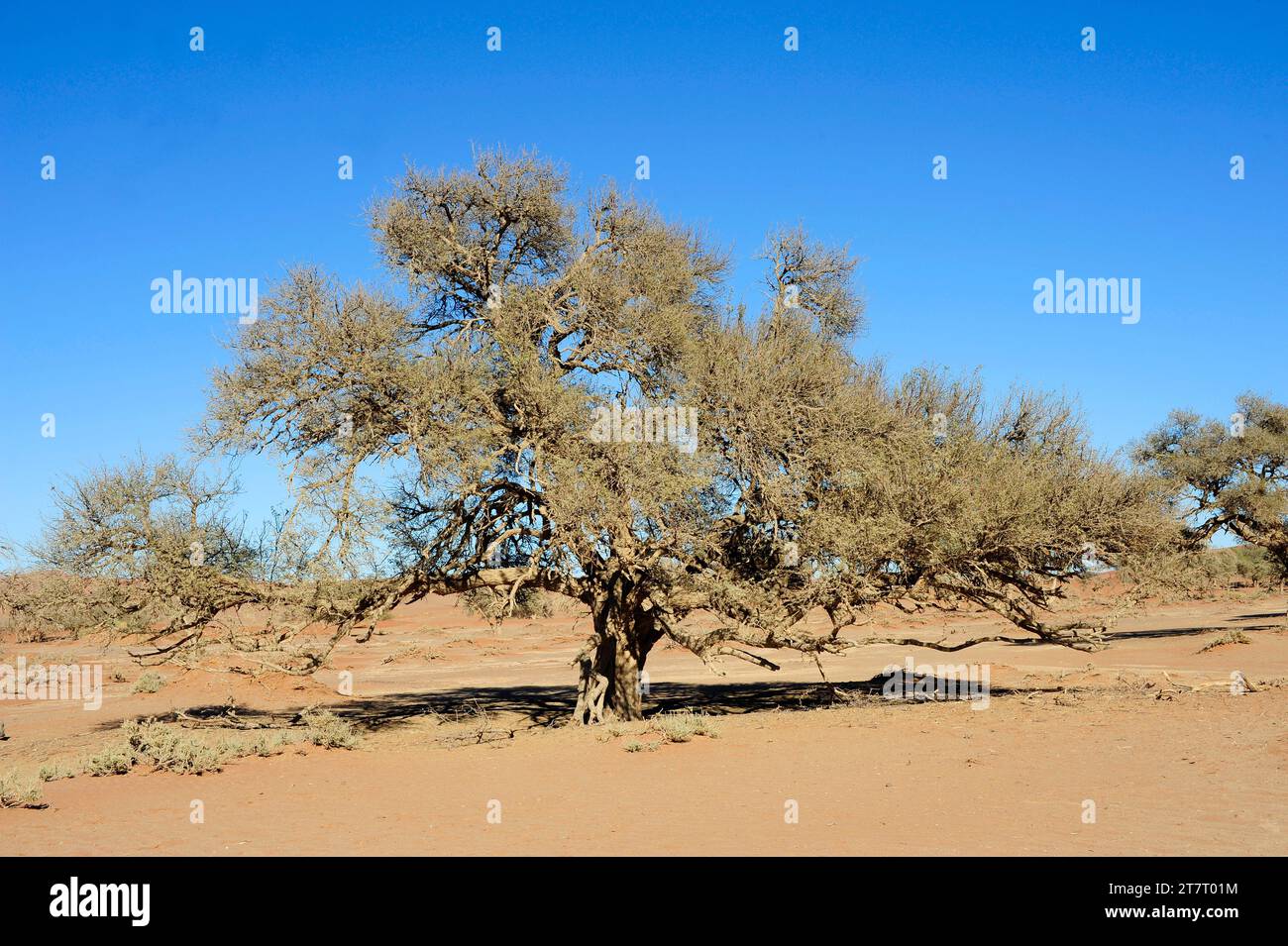 L'épine de chameau ou épine de girafe (Acacia erioloba ou Vachellia erioloba) est un arbre à feuilles persistantes originaire d'Afrique australe. Cette photo a été prise en Namib-Na Banque D'Images