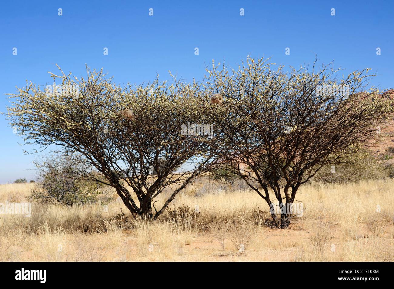 Le blackthorn (Acacia mellifera ou Senegalia mellifera) est un arbre originaire de l'Afrique orientale et australe et de la péninsule arabique. Cette photo a été prise à SP Banque D'Images