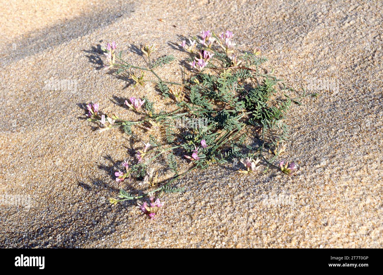 L'Astragale de bayonne (Astragalus baionensis) est une plante herbacée