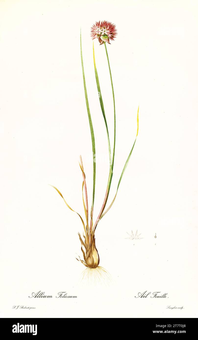 Illustration ancienne de ciboulette (Allium schoenoprasum). Les liacées, de P. J. redouté. Impr. Didot Jeune, Paris, 1805 - 1816 Banque D'Images