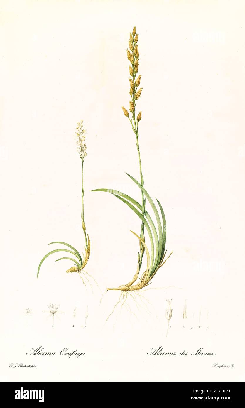 Illustration ancienne de la tourbière Asphodel (Narthecium ossifragum). Les liacées, de P. J. redouté. Impr. Didot Jeune, Paris, 1805 - 1816 Banque D'Images