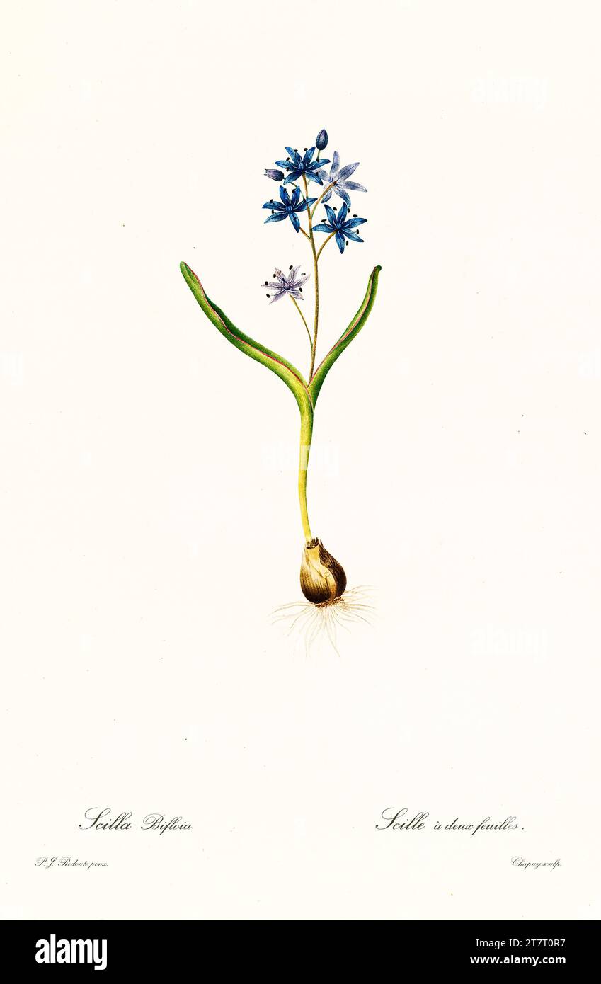 Ancienne illustration de squill alpin (Scilla bifolia). Les liacées, de P. J. redouté. Impr. Didot Jeune, Paris, 1805 - 1816 Banque D'Images