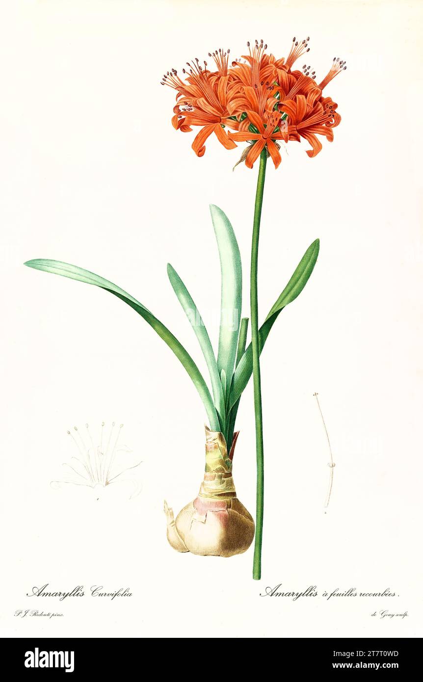 Ancienne illustration du lys de Guernesey (Nerine sarniensis). Les liacées, de P. J. redouté. Impr. Didot Jeune, Paris, 1805 - 1816 Banque D'Images