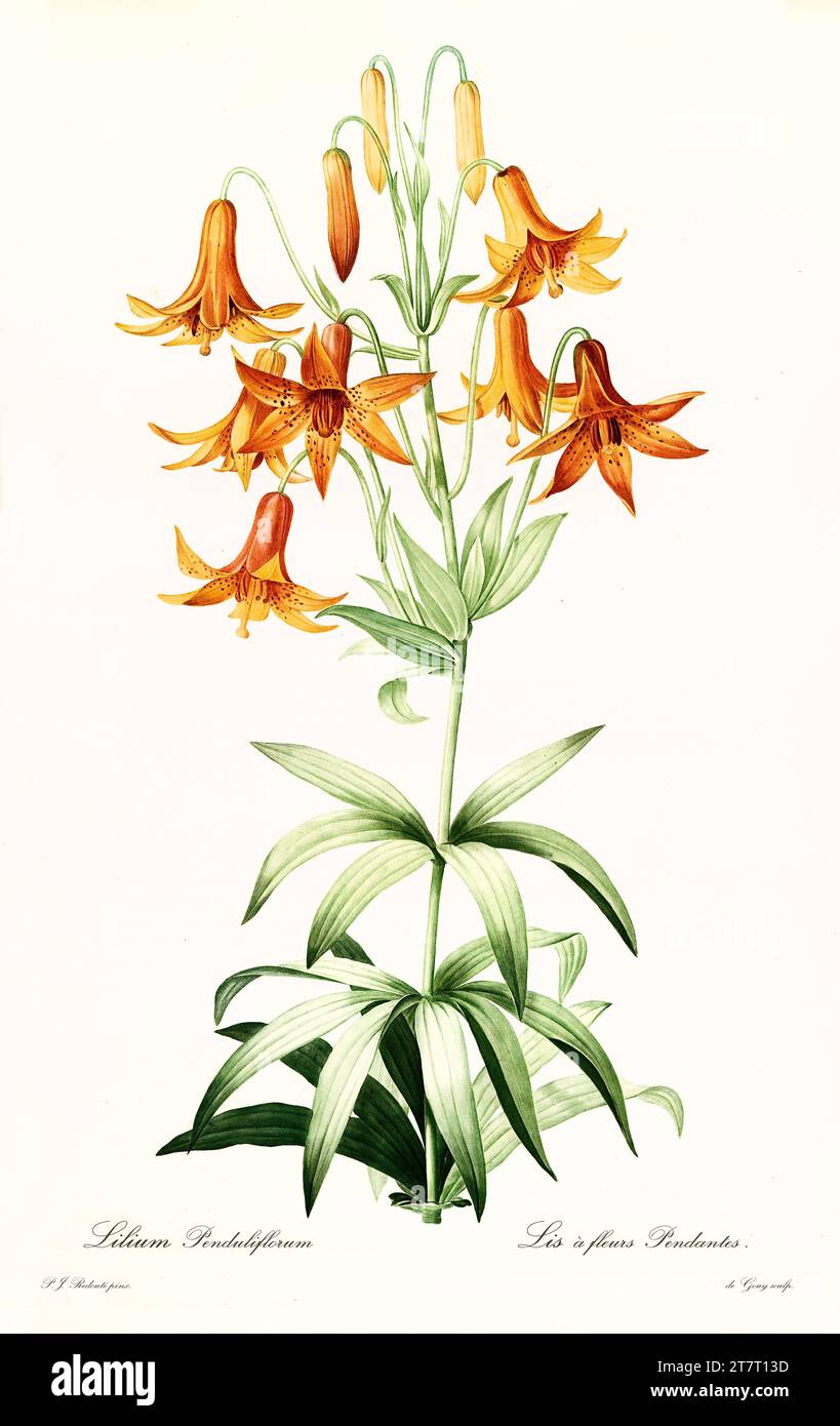 Vieille illustration de Canada Lily (Lilium canadense). Les liacées, de P. J. redouté. Impr. Didot Jeune, Paris, 1805 - 1816 Banque D'Images
