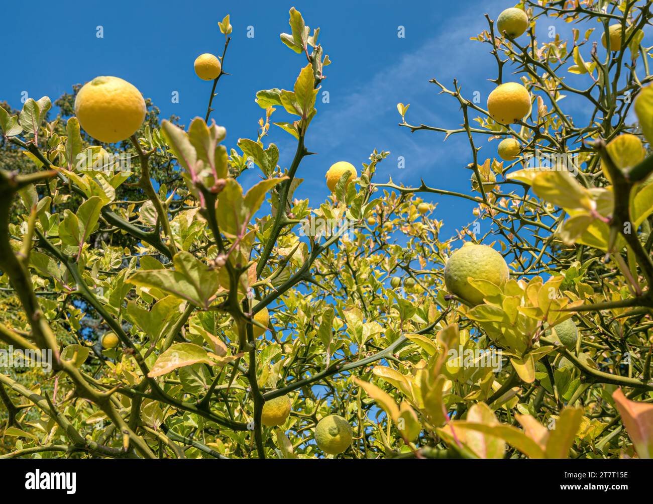 Orange amère, Poncirus trifollata, Rutaceae, sur l'île Mainau, lac de Constance, Baden-Württemberg, Allemagne, Europe Banque D'Images