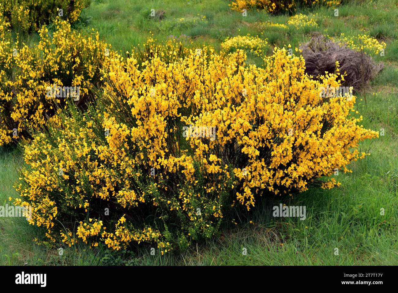 Piorno serrano (Cytisus oromediterraneus ou Cytisus purgans) est un arbuste aromatique originaire des montagnes ibériques Peninsusla, de la France et du Maroc Banque D'Images