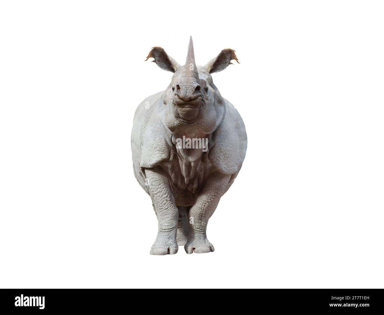Rhinoceros isolé sur fond blanc Banque D'Images