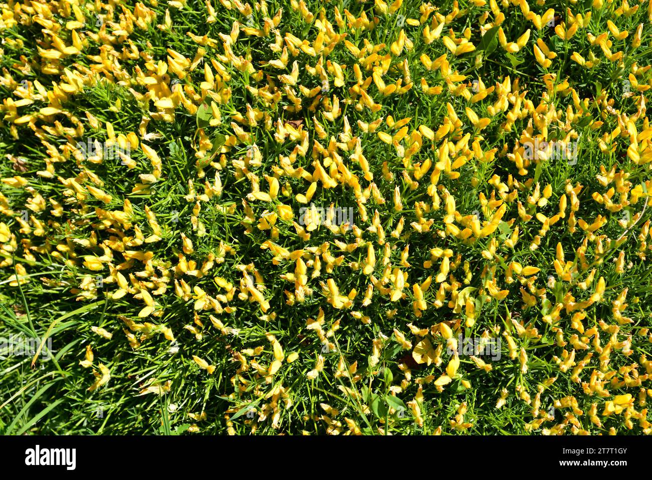 Le balai horrible (Echinospartum horridum ou Genista horrida) est un arbuste épineux en forme de coussin originaire des Pyrénées et du massif central français. Fleurs detai Banque D'Images