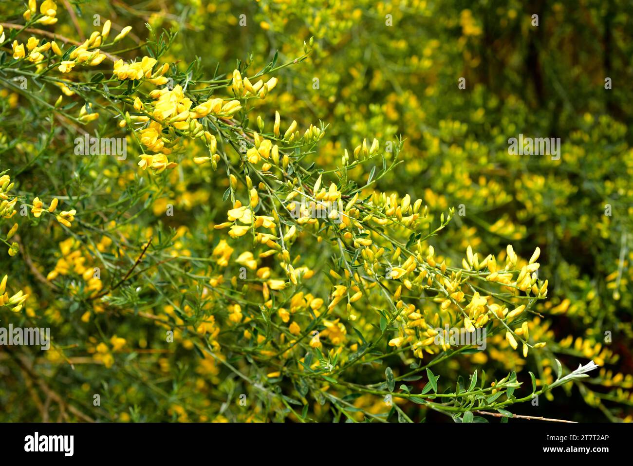 Le balai de Dyer (Genista tinctoria) est un arbuste médicinal originaire du centre et du sud de l'Europe. A été utilisé pour teindre. Cette photo a été prise Banque D'Images