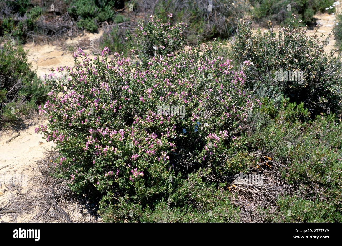 Arnacho (Ononis tridentata) est un arbuste agypsophile originaire de l'est de l'Espagne et du Maroc. Cette photo a été prise à Los Monegros, Huesca, Aragon, Espagne. Banque D'Images