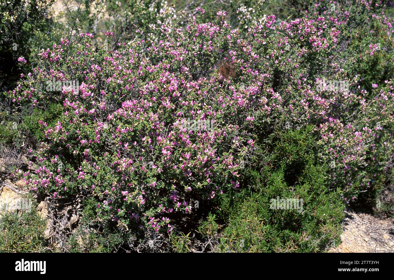 Arnacho (Ononis tridentata) est un arbuste agypsophile originaire de l'est de l'Espagne et du Maroc. Cette photo a été prise à Los Monegros, Huesca, Aragon, Espagne. Banque D'Images