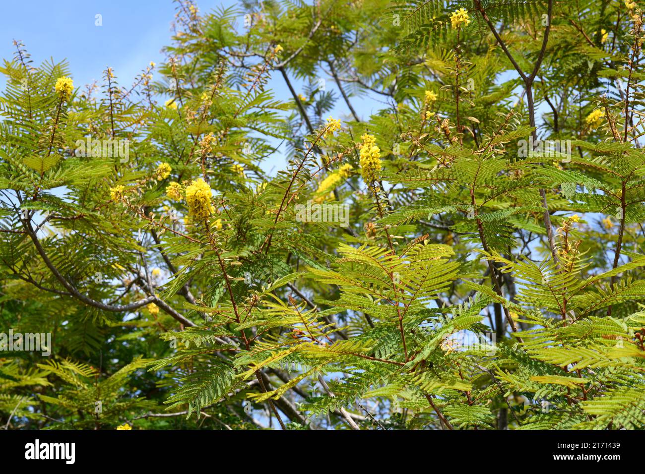 Le bois noir (Peltophorum africanum) est un arbre à feuilles caduques ou semi-caduques originaire d'Afrique australe. Inflorescence et fruits Banque D'Images