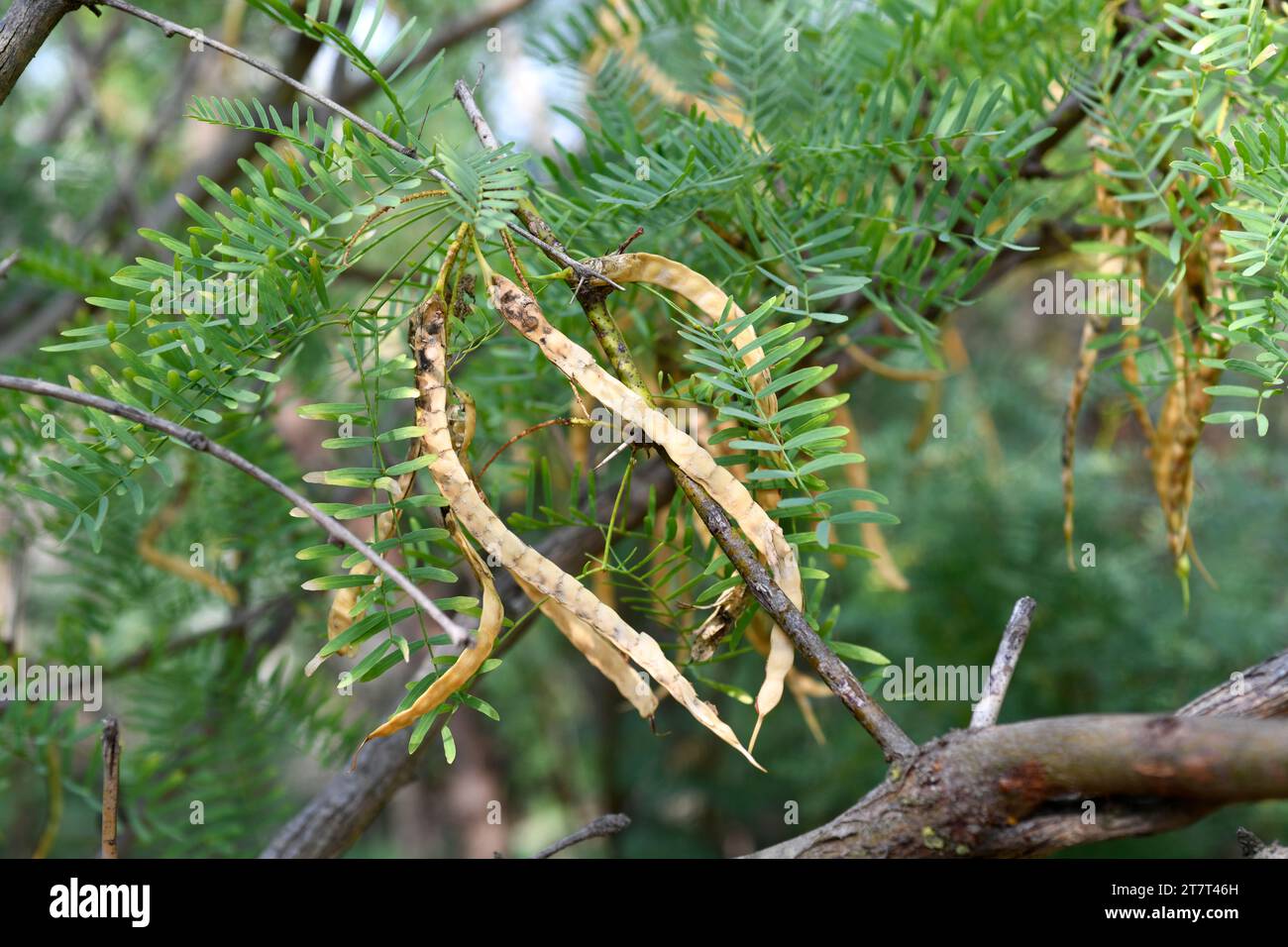 Le Mesquite de miel (Prosopis glandulosa) est un arbuste épineux ou un petit arbre originaire du sud-ouest des États-Unis et du Mexique. Détail fruits mûrs. Banque D'Images