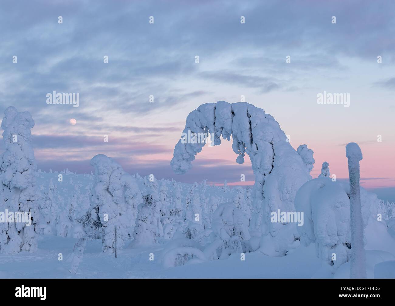 Beaucoup d'arbres à neige gelée dans un parc national en Laponie, Finlande Banque D'Images