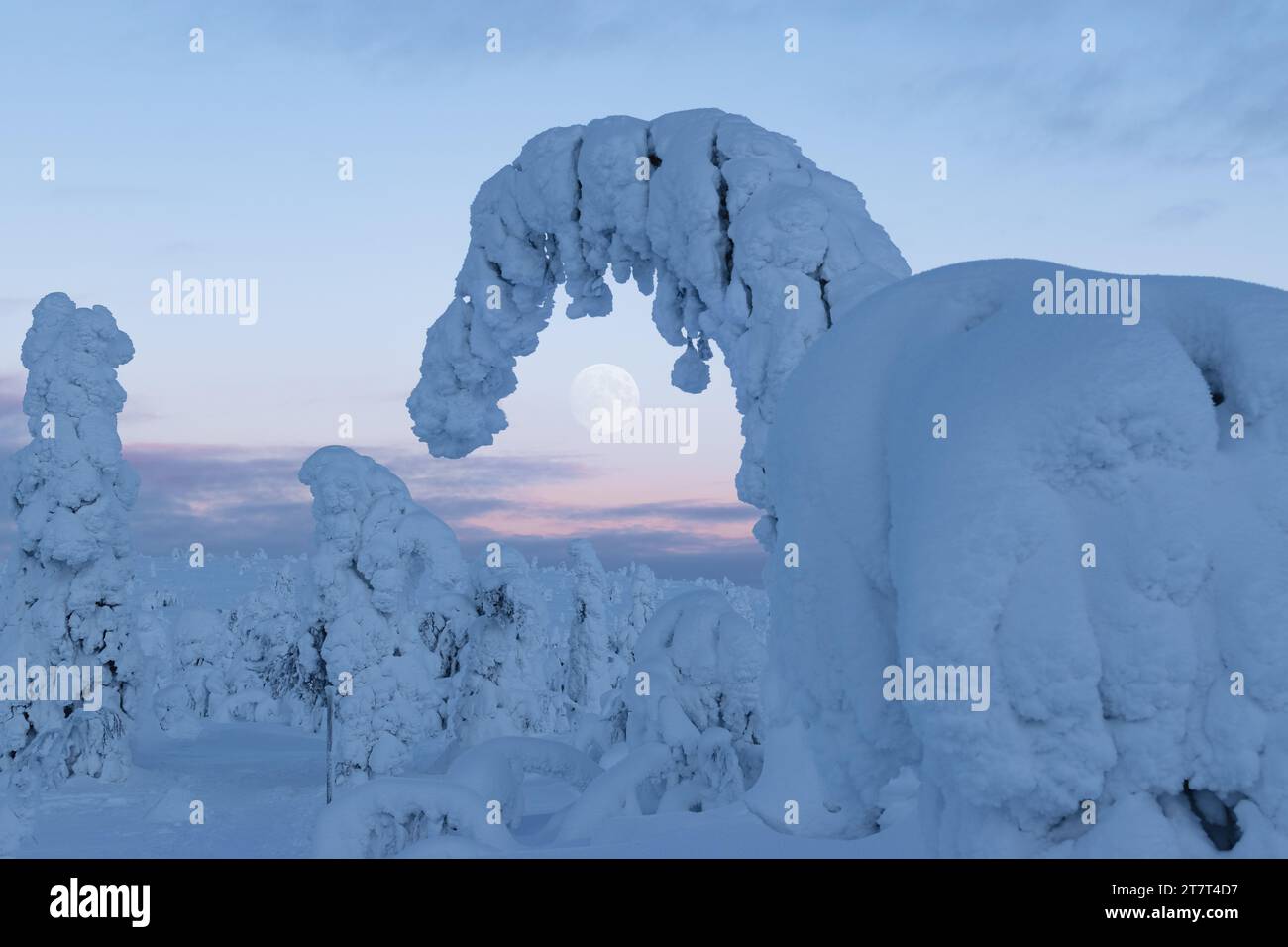 Grande pleine lune dans un parc d'hiver en Laponie, Finlande Banque D'Images
