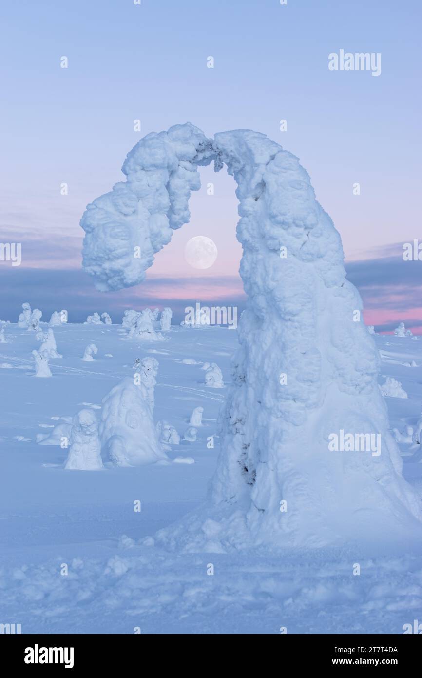 Arbre enneigé en Laponie, coucher de soleil rose et pleine lune Banque D'Images