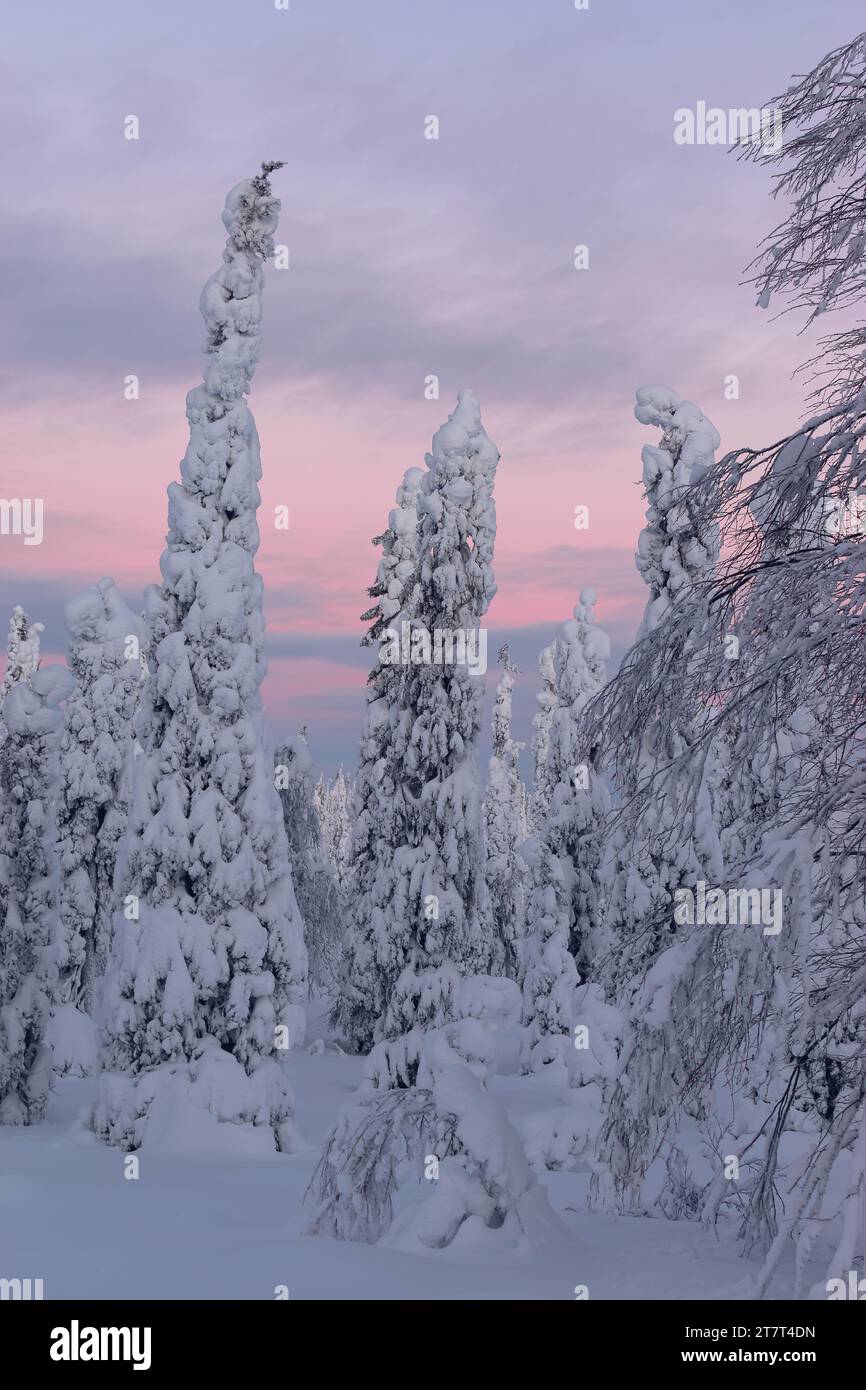 Coucher de soleil rose dans un parc d'hiver avec des arbres enneigés en Laponie Banque D'Images
