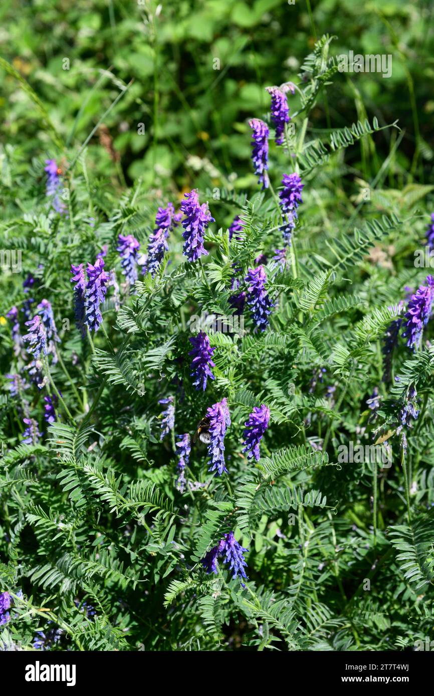 La vetche aviaire (Vicia cracca) est une plante vivace originaire d'Eurasie et introduite en Amérique du Nord. Cette photo a été prise dans la Réserve de biosphère de Montseny, B. Banque D'Images