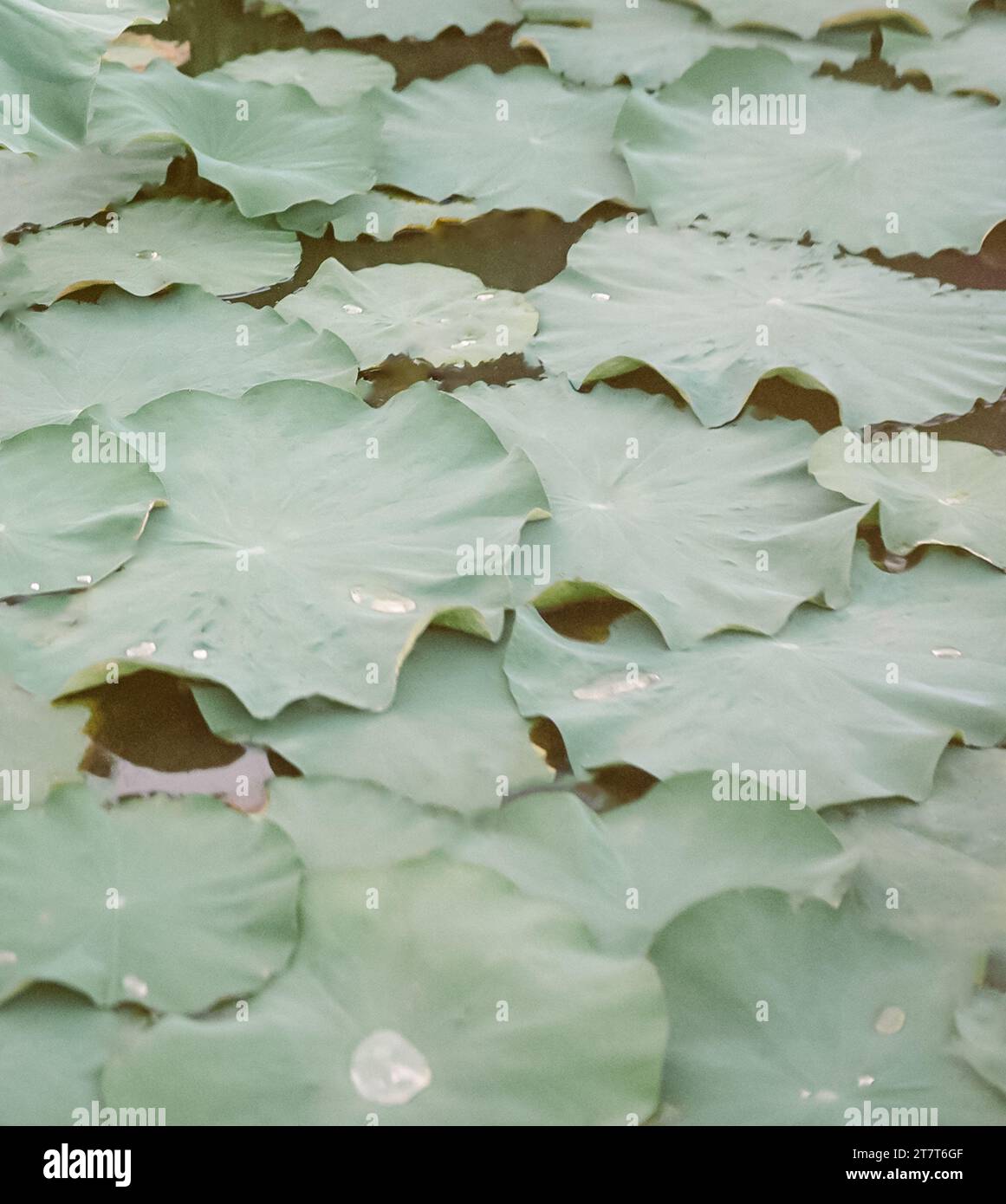 Sauge vert nénuphars à Winston Salem NC Banque D'Images