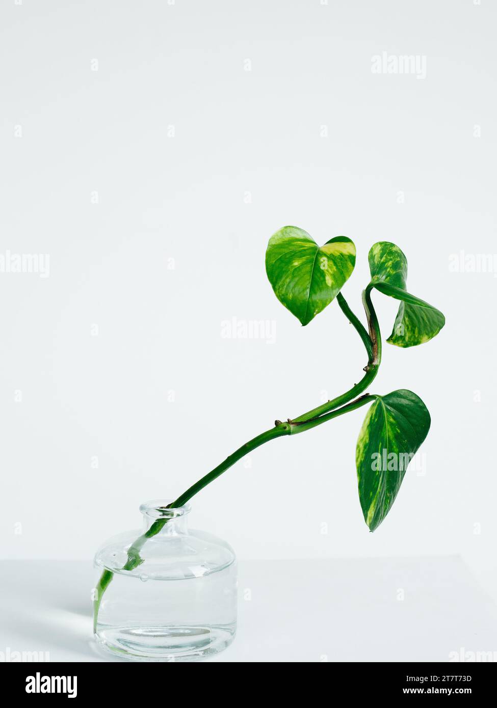 Propogating une plante d'intérieur dans un vase d'eau Banque D'Images