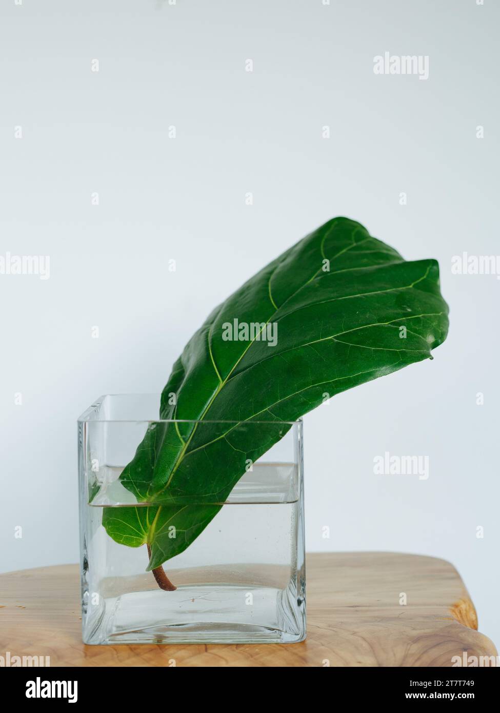 Propoding une plante de maison de figuier de violon dans un vase d'eau Banque D'Images