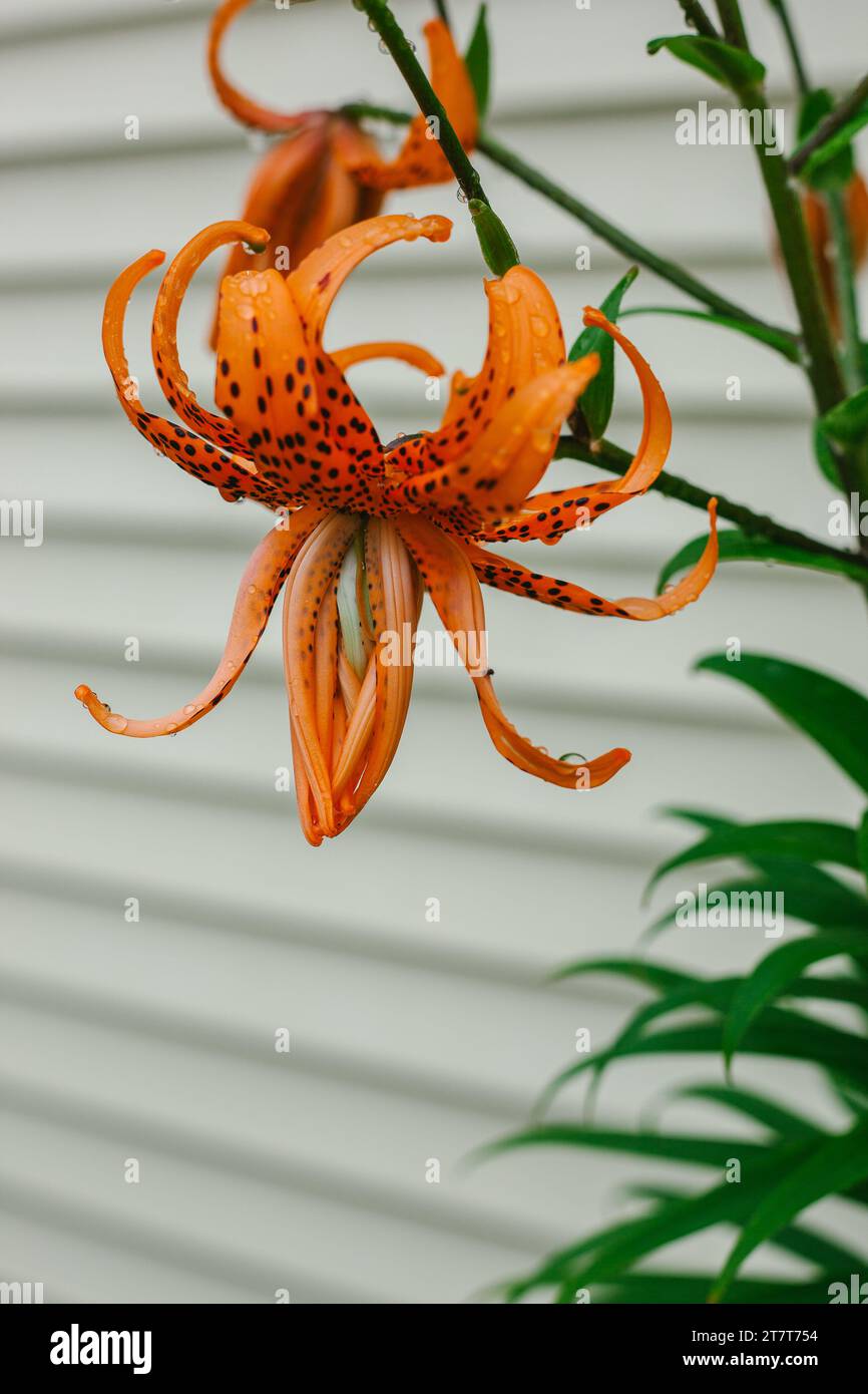 Orange Tiger Lillies fleurissant dans le jardin Banque D'Images