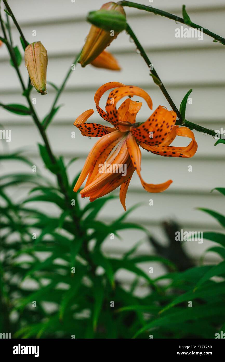 Orange Tiger Lillies fleurissant dans le jardin Banque D'Images