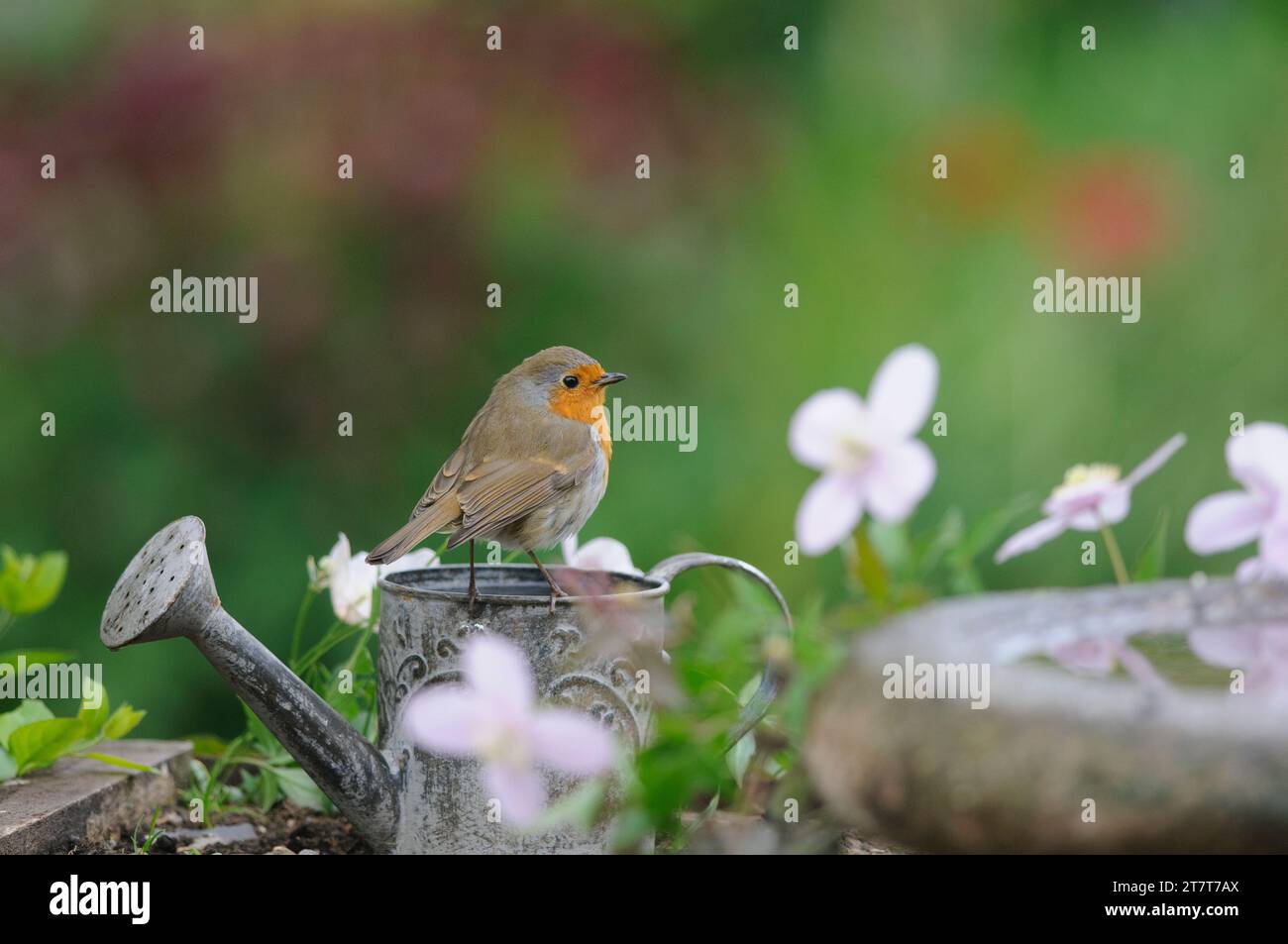 Rouge-gorge européen erithacus rubecula, perché sur un arrosoir pour enfants à côté du bain d'oiseaux du jardin, comté de Durham, Angleterre, Royaume-Uni, mai. Banque D'Images