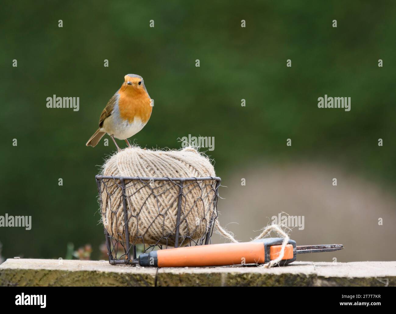 Rouge-gorge européen erithacus rubecula, perché sur une pelote de ficelle de jardin sur un banc, comté de Durham, Angleterre, Royaume-Uni, février. Banque D'Images