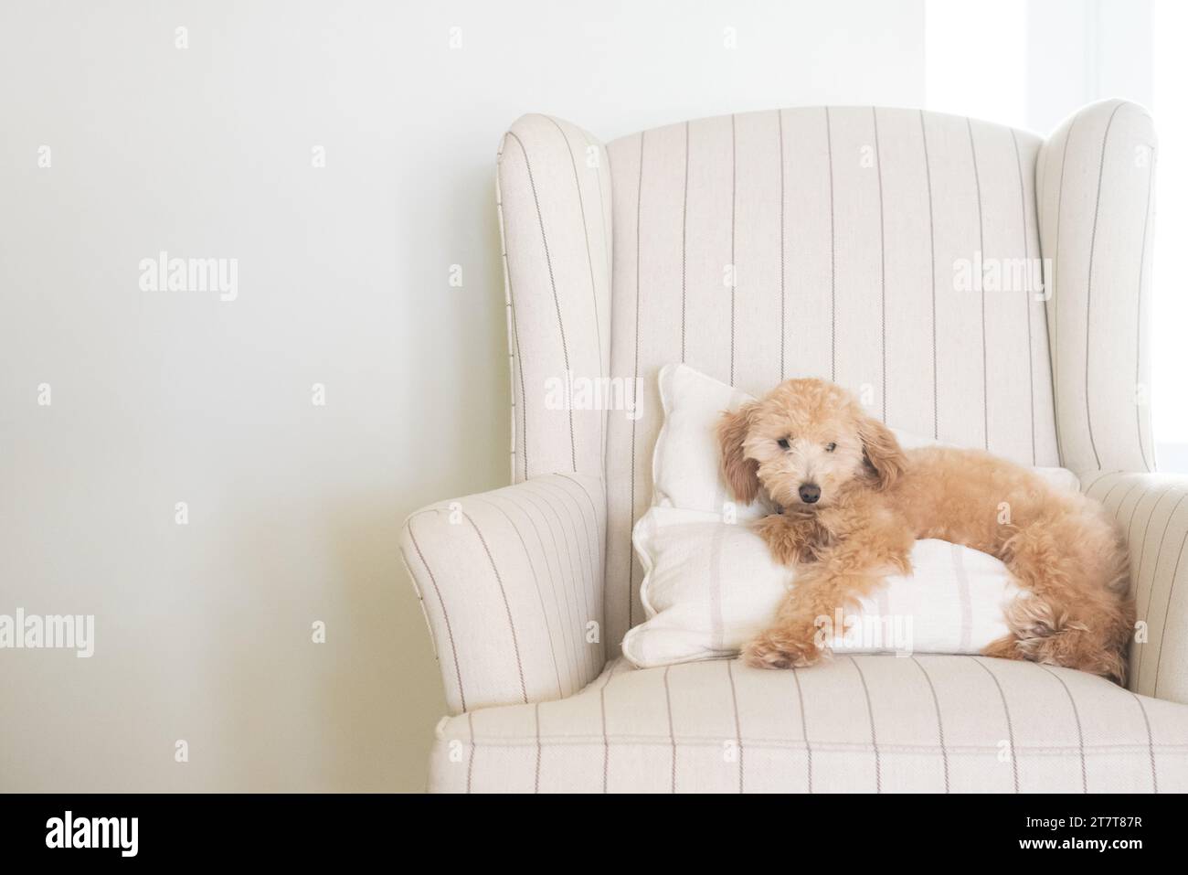Mini Golden Doodle reposant sur un oreiller sur une chaise Banque D'Images