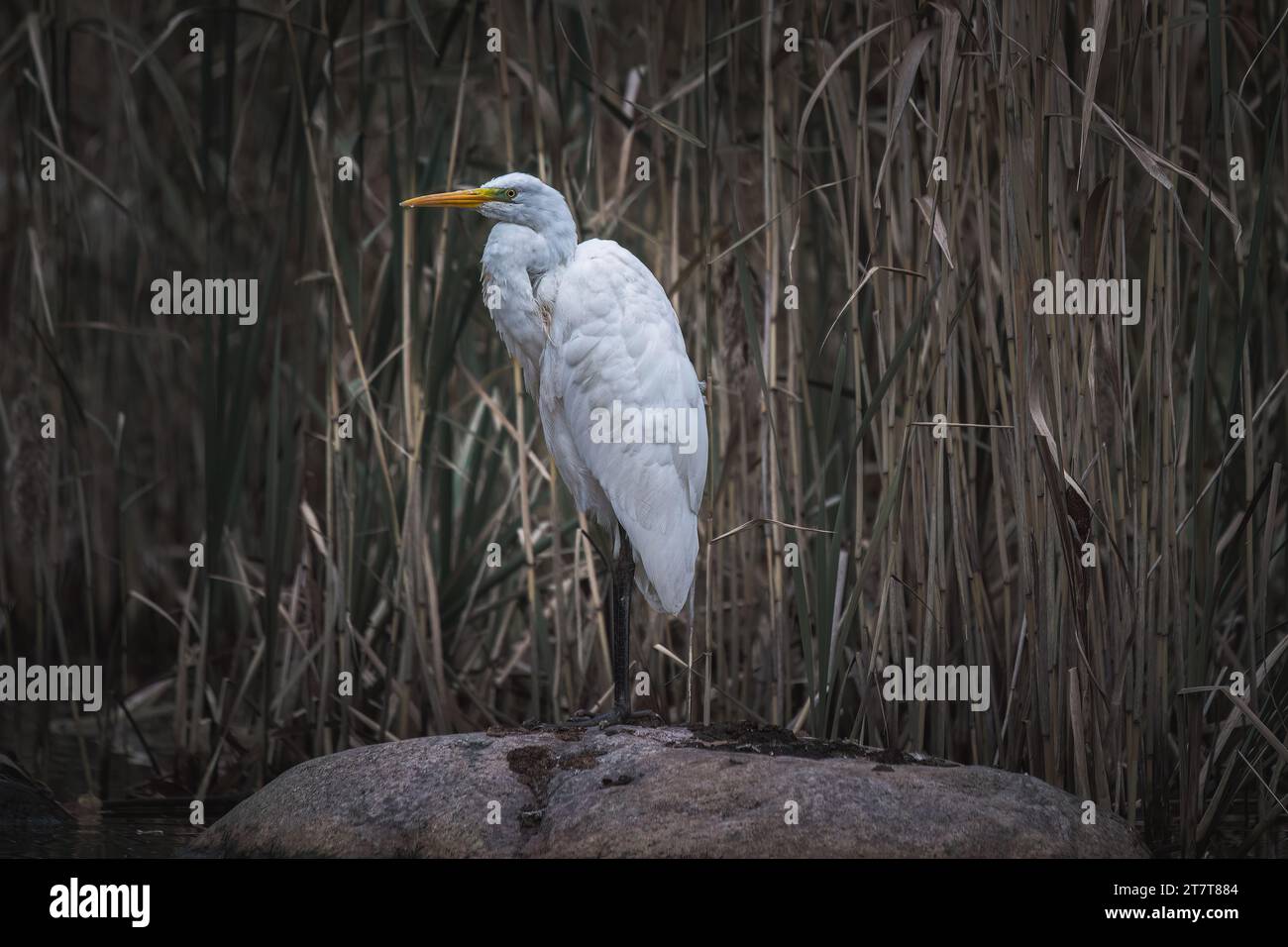 Grande aigrette, Ardea alba, oiseau unique dans l'eau Banque D'Images