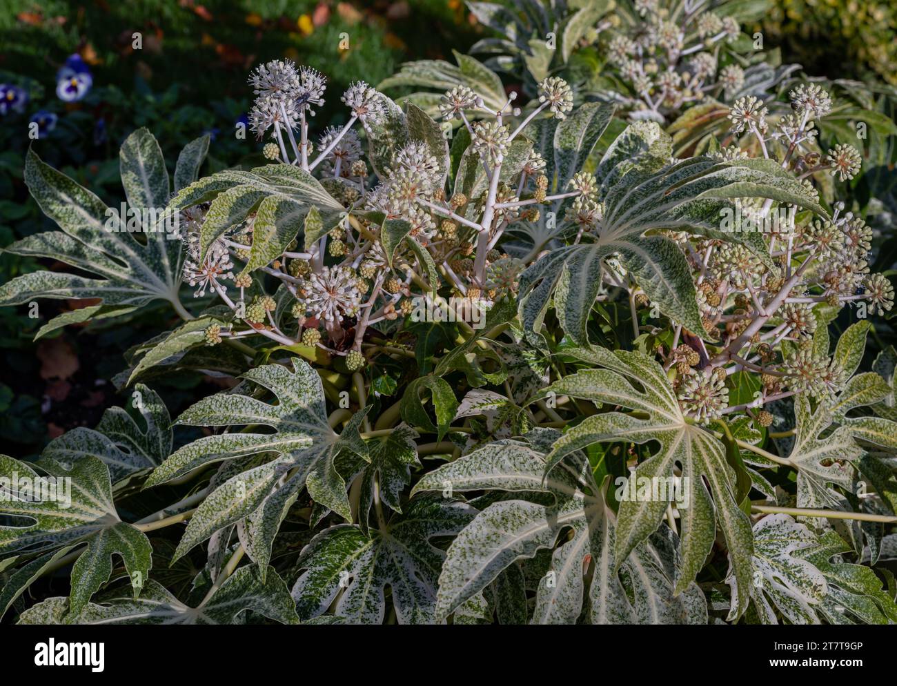 La belle Fatsia japonica 'Spider's Web' fleurit en automne. Fleurs et feuilles d'hiver d'une aralia japonaise ou d'une usine d'huile de ricin, espace de copie, Selec Banque D'Images